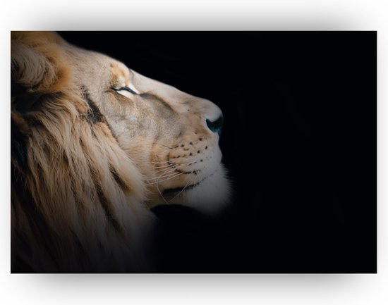 Leeuw schilderij - Leeuw wanddecoratie - Kinderkamer schilderijen - Schilderij liggend - Dieren schilderijen - Canvas leeuw - 90 x 60 cm 18mm