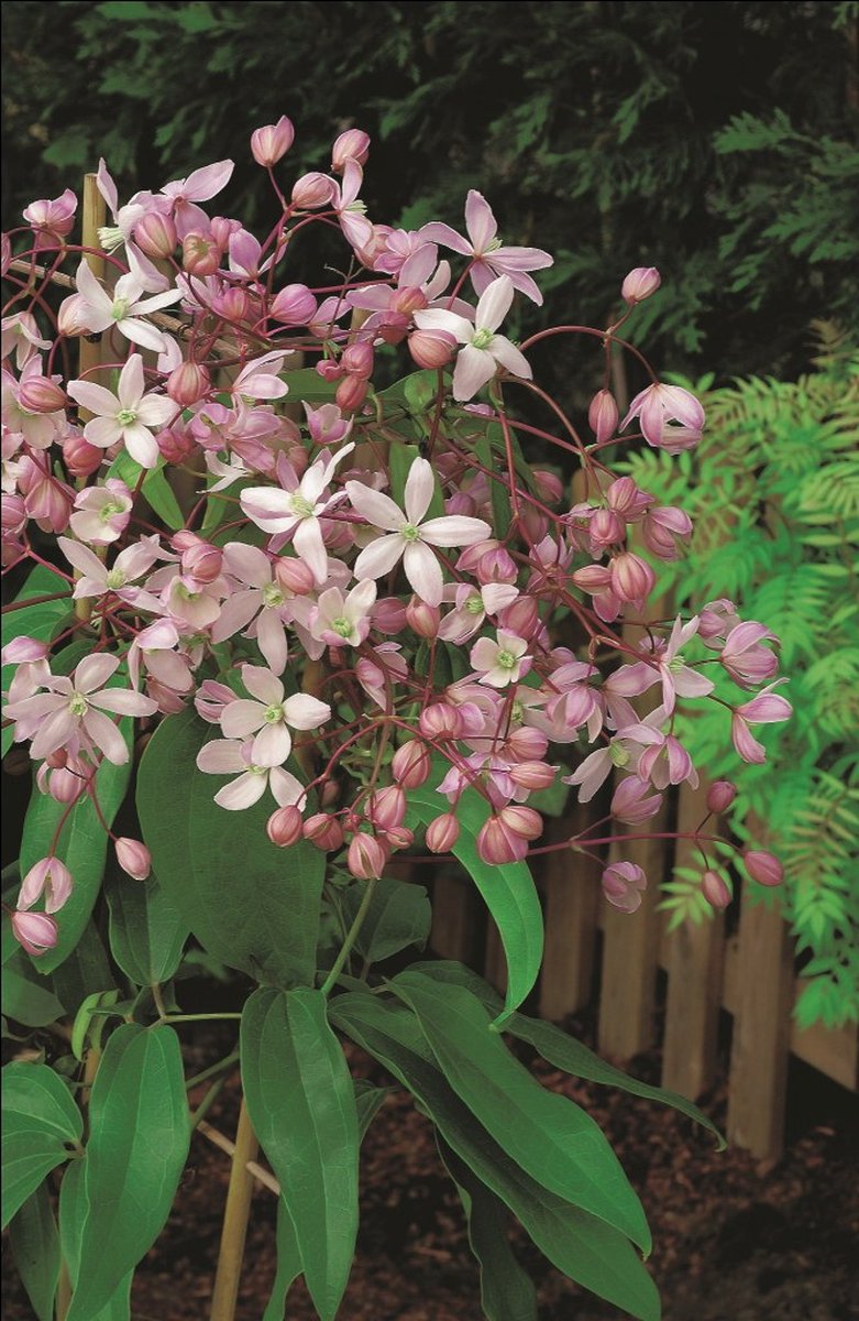 Clematis Armandii 'Apple Blossom' - Klimplant - Groenblijvend - Winterhard - Hoogte 50-60 cm - Potmaat 15 cm