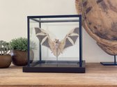 Glazen vitrine met een echte vleermuis "Kerivoula Picta"