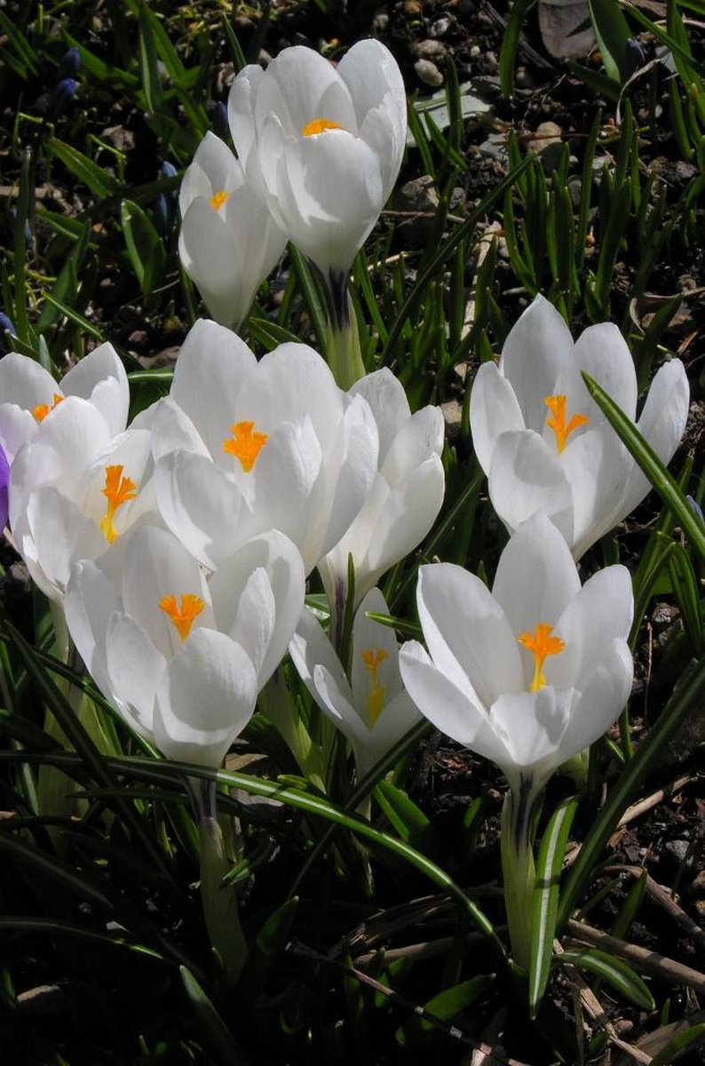 Crocus Jeanne d'Arc | 10 stuks | Krokus