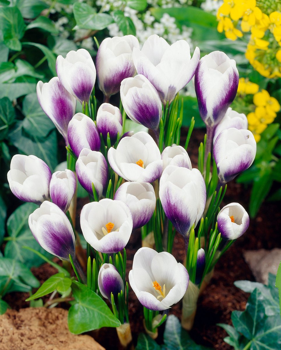 Crocus Prins Claus | 10 stuks | Krokus