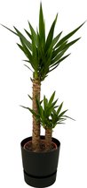 Trendyplants - Yucca - ↨100cm - Ø21cm inclusief elho Greenville Round zwart Ø24cm x ↨23cm