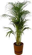 Trendyplants - Areca palm - ↨110cm - Ø21cm inclusief elho Greenville Round bruin Ø24cm x ↨23cm