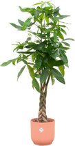 Trendyplants - Pachira Aquatica inclusief elho Vibes Fold Round roze - 160 cm - Ø30cm