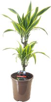 Plant in a Box - Dracaena Deremensis - Lemon Lime - Drakenboom - Pot 17cm - Hoogte 60-70cm