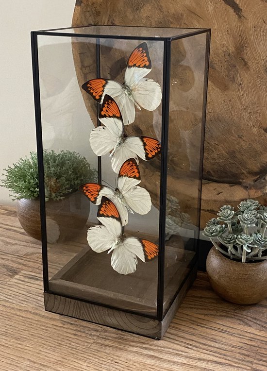 Glazen vitrine met 4 echte Hebomoia Glaucippe vlinders - Opgezet - taxidermie - entomologie