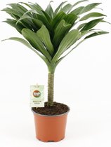 Groene plant – Drakenbloedboom (Dracaena Fragrans Janet Craig) met bloempot – Hoogte: 40 cm – van Botanicly