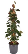 Groene plant – Philodendron (Philodendron Lupinum) met bloempot – Hoogte: 75 cm – van Botanicly