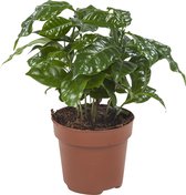 Groene plant – Koffieplant (Coffea Arabica) met bloempot – Hoogte: 25 cm – van Botanicly