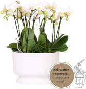 Kolibri Orchids | witte plantenset in Diabolo white dish incl. waterreservoir | drie witte orchideeën en drie groene planten | Jungle Bouquet wit met zelfvoorzienend waterreservoir