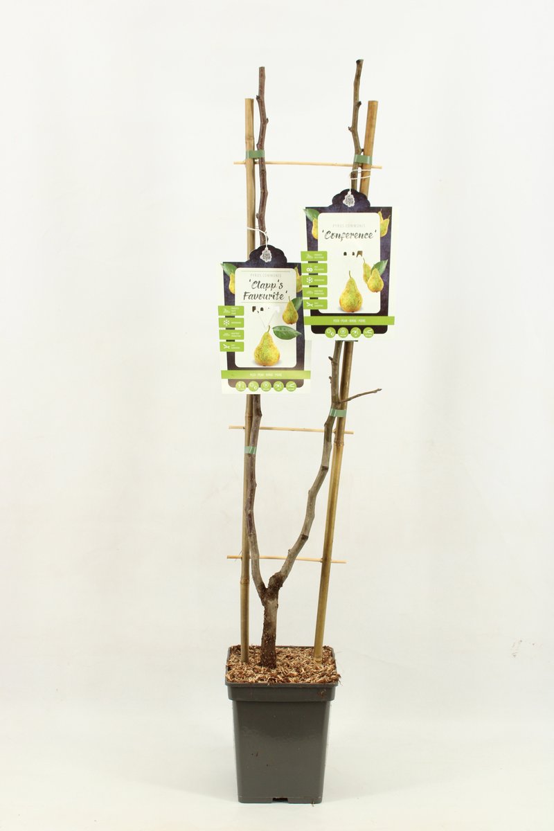 Duo trees - Peren - Pyrus communis 'Clapp's Favourite' X 'Conference' - hoogte 80 cm