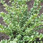 50 x Chinese Hulst Buxusvervanger - Lage Haagplant Wintergroen - Ilex crenata 'Convexa' in 9x9cm pot met hoogte 5-10cm