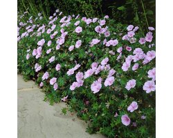 12 x Ooievaarsbek Roze|Wit - Bloeiende Bodembedekker Winterhard - Geranium sanguineum striatum in 9x9cm pot met hoogte 5-10cm
