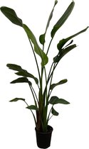 Plante oiseau de paradis - Strelitzia Nicolai hauteur 180cm taille du pot 27cm