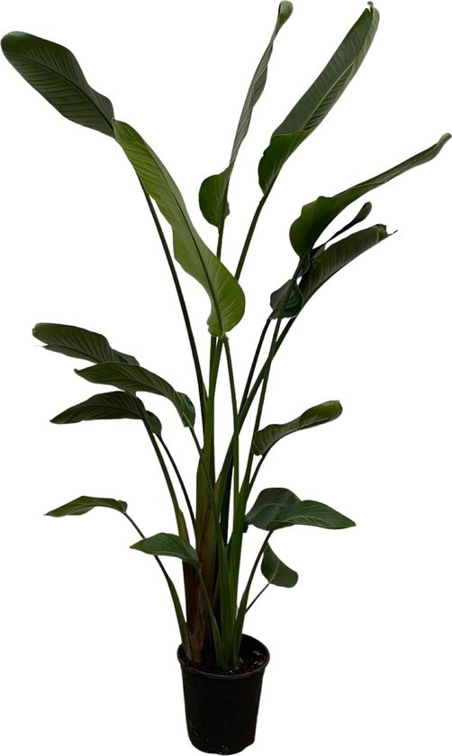Paradijsvogelplant - Strelitzia Nicolai hoogte 180cm potmaat 27cm