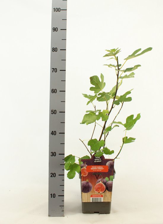 Vijgenboom - Ficus carica 'Brown Turkey' - hoogte 70 cm