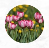 De Muurdecoratie - Roze tulpen schilderij 75x75 cm - Muurcirkel bloemen - Ronde schilderijen - Fotografie - Wanddecoratie slaapkamer - Muurdecoratie landelijk - Schilderij bloemen