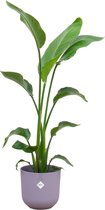 Klimplant – Bosrank (Clematis) met bloempot – Hoogte: 130 cm – van Botanicly