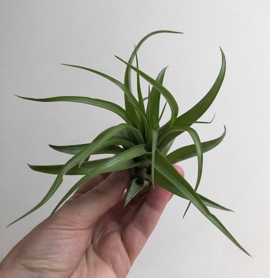 Kwallen luchtplanten met blauwe glazen zee-egels – handgemaakte hangdecoratie met Tillandsia – planten zonder pot – unieke woonaccessoire – Trendyairplants Kwallen luchtplanten met blauwe glazen zee-egels – handgemaakte hangdecoratie met Tillandsia – planten zonder pot – unieke woonaccessoire – Trendyairplants
