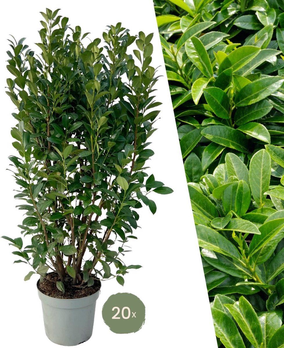 Plants by Frank | 20 Extra grote Laurierkers Obelisk voor 10 strekkende meter haag | ↨ 125-150 cm in 15 liter pot | Prunus Obelisk | Haagplanten | Haagplanten Wintergroen | Haagplanten | Laurierplant