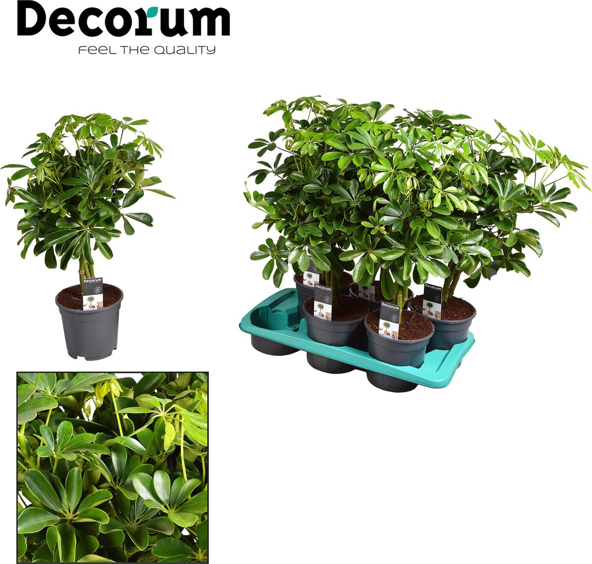 BOTANICLY Groene plant – Vingersboom (Schefflera) met bloempot – Hoogte: 60 cm – van