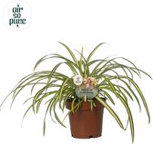 Groene plant – Graslelie (Chlorophytum atlantic) – Hoogte: 25 cm – van Botanicly