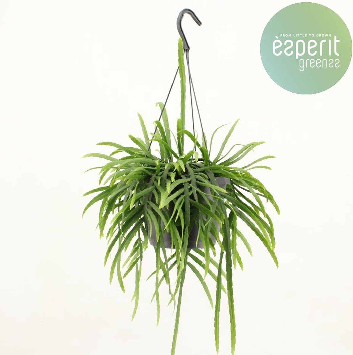 BOTANICLY Vetplant – Theeboom (Lepismium Bolivianum) – Hoogte: 25 cm – van