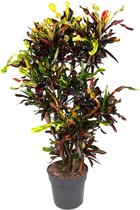 Groene plant – Croton (Codiaeum Mammi) – Hoogte: 120 cm – van Botanicly