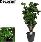 Groene plant – Polyscias (Polyscias Roble) – Hoogte: 80 cm – van Botanicly