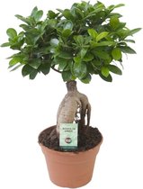 Bonsai – Ficus ginseng (Ficus Ginseng) – Hoogte: 40 cm – van Botanicly