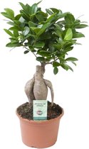 Bonsai – Ficus ginseng (Ficus Ginseng) – Hoogte: 35 cm – van Botanicly
