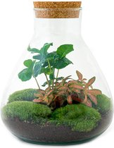 DIY Flessentuin met Glas nr.2 ong. 27 cm groot - Mini-ecosysteem voor jouw Urban Jungle van Botanicly