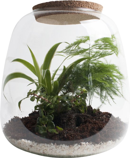 Glazen mini-plantenterrarium, 12 x 17,5 cm, flessentuin met deksel