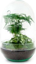 DIY Flessentuin met Glas nr.8 ong. 30 cm groot - Mini-ecosysteem voor jouw Urban Jungle van Botanicly