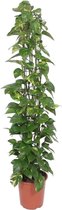 Groene plant – Epipremnum Aureum (Epipremnum Aureum) – Hoogte: 160 cm – van Botanicly