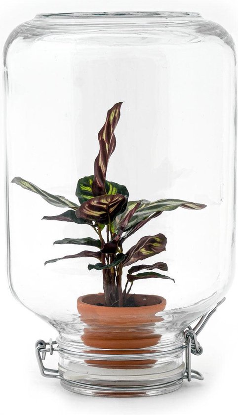 Een plantenterrarium: oplossing voor elk zonder groene vingers