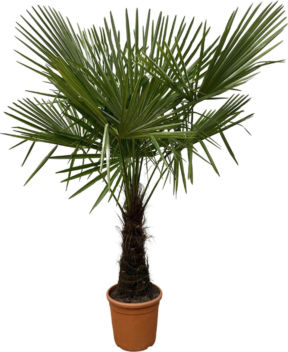 BOTANICLY Buitenpalm – Waaierpalm (Trachycarpus) – Hoogte: 180 cm – van