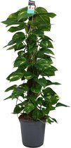 Groene plant – Epipremnum (Scindapsus Epipremnum) met bloempot – Hoogte: 120 cm – van Botanicly