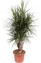 Groene plant – Drakenboom (Dracaena Marginata) – Hoogte: 170 cm – van Botanicly