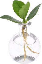 Groene plant – Varkensboom (Clusia) met bloempot – Hoogte: 10 cm – van Botanicly