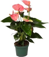 Groene plant – Flamingoplant (Anthurium) – Hoogte: 35 cm – van Botanicly