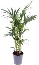 Kamerpalm – Kentiapalm (Howea Forsteriana) – Hoogte: 120 cm – van Botanicly