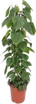 Klimplant – Klimopbladige Philodendron (Philodendron Scandens Espaldera) – Hoogte: 120 cm – van Botanicly
