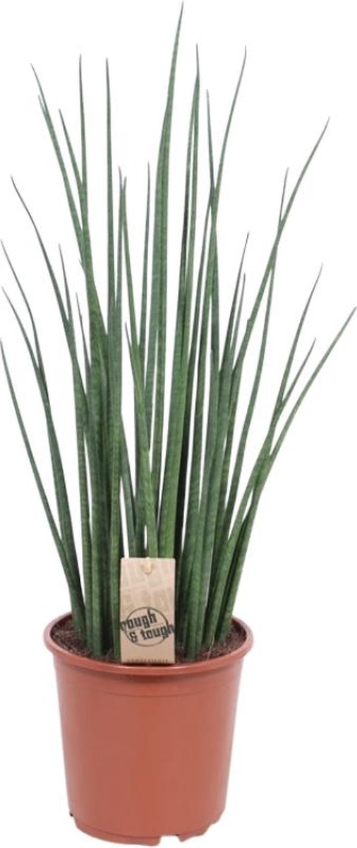BOTANICLY Vetplant – Vrouwentongen (Sansevieria Mikado) – Hoogte: 70 cm – van
