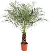 Goed & Groen - Phoenix roebelenii - Dwergdadel Palm - XL -↨ 150cm - Potmaat 27 - Exclusieve Kwaliteit Planten - Kamer Plant - Kamerplanten - Sfeer - Interieur