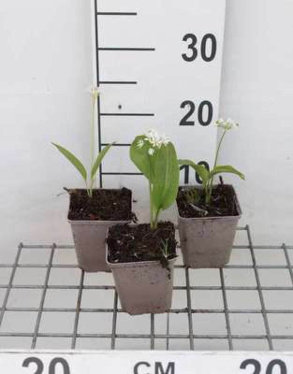 Allium ursinum