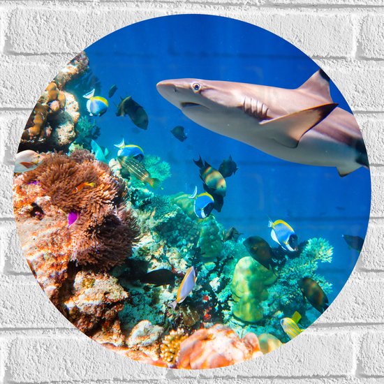 Muursticker Cirkel - Koraal - Vissen - Onderwater - Oceaan - Haai - 50x50 cm Foto op Muursticker