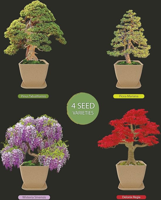 Bonsai Kweekset voor Beginners met 4 Soorten Bomen en Compleet Tuinierpakket van Merkloos	 — afbeelding 2