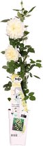 Hello Plants Rosa Crazy in Love Vanilla Klimroos - Klimplant Rozenstruik - Ø 15 cm - Hoogte: 65 cm