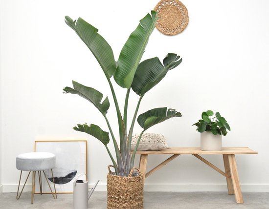 Exotische kamerplant paradijsvogelbloem | Strelitzia Augusta voor binnen en buiten - 180 cm hoog, ⌀24